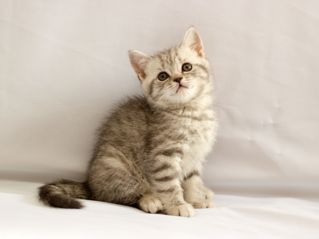 Обои картинки фото животные, коты, британец, котёнок