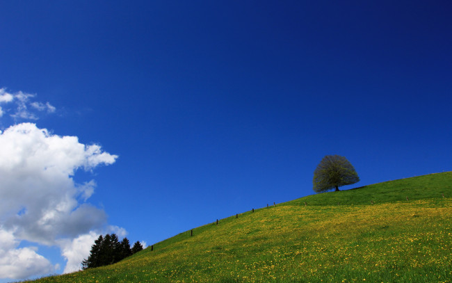 Обои картинки фото природа, луга, деревья