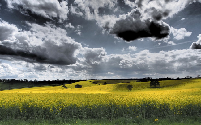 Обои картинки фото природа, поля, рапс