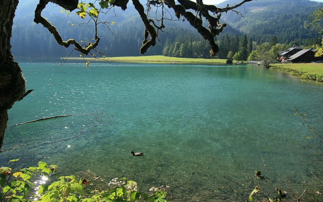 Обои картинки фото природа, реки, озера, река, утка, дом, лес