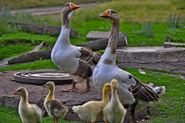 Обои картинки фото животные, гуси, птенцы