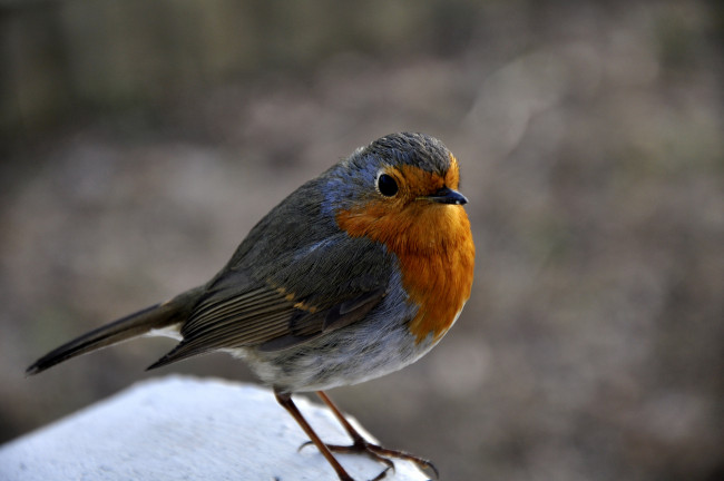 Обои картинки фото животные, зарянки, малиновки, взгляд