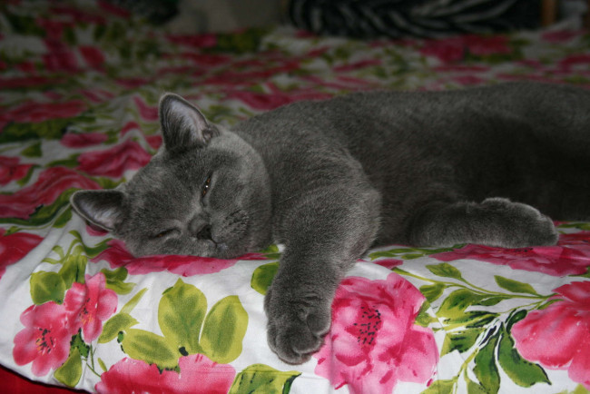 Обои картинки фото животные, коты, британец