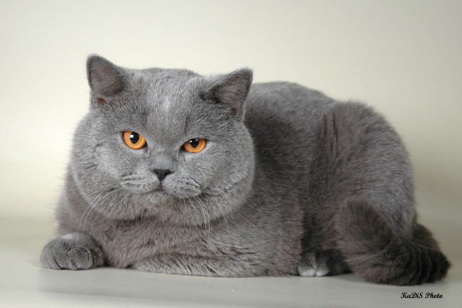 Обои картинки фото животные, коты, британец