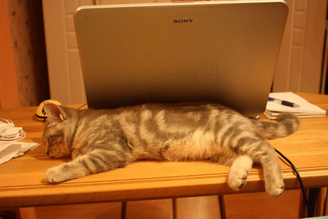 Обои картинки фото животные, коты, британец, котёнок