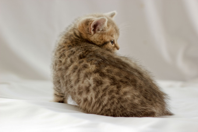 Обои картинки фото животные, коты, британец, котёнок