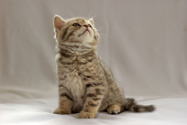 Обои картинки фото животные, коты, британец, котёнок
