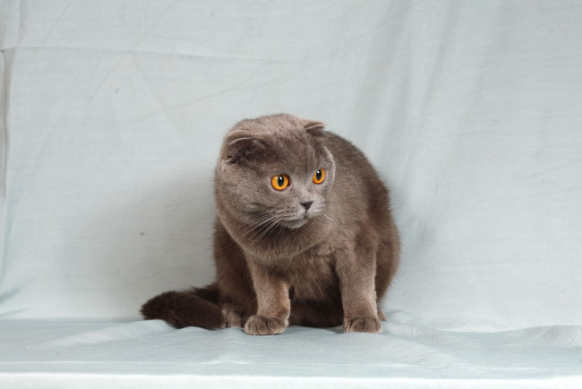 Обои картинки фото животные, коты, cat