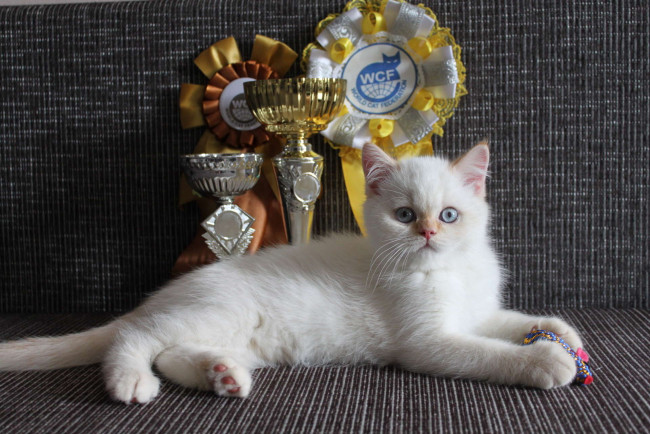 Обои картинки фото животные, коты, котенок