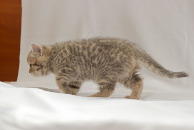 Обои картинки фото животные, коты, котёнок, британец