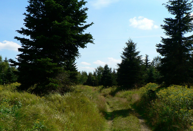 Обои картинки фото природа, деревья, трава, дорожка, лето