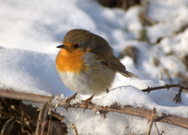 Обои картинки фото животные, зарянки, малиновки, снег