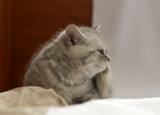 Обои картинки фото животные, коты, британец, котёнок