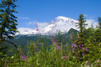 Картинка mount rainier national park природа горы национальный парк маунт-рейнир цветы лес пейзаж