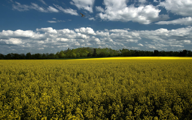 Обои картинки фото природа, поля, рапс, облака, пейзаж