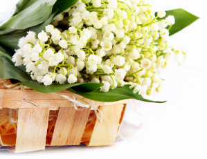 Картинка цветы ландыши белый