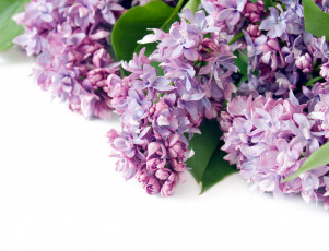 Картинка цветы сирень сиреневый