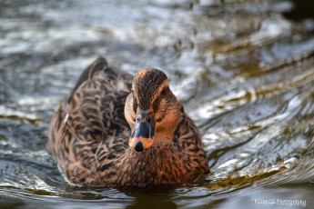 Картинка животные утки клюв птица вода
