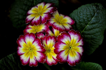 Картинка цветы примулы пестрый