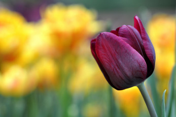 Картинка цветы тюльпаны бутон