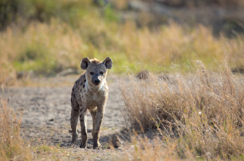 Картинка животные гиены +гиеновые+собаки морда хищник