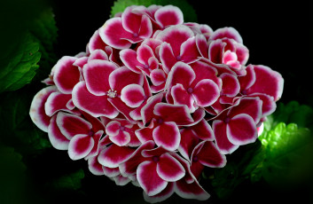 Картинка цветы гортензия ободок