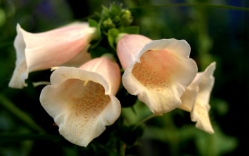 Картинка цветы дигиталис+ наперстянка трубочки нежные