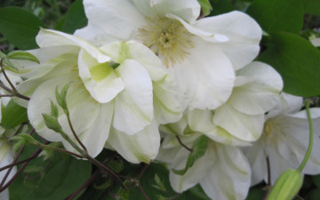 Картинка цветы клематис+ ломонос огород клематис лето