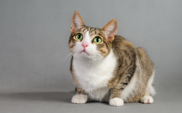 Картинка животные коты фон взгляд кошка