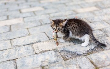 Картинка животные коты рыбка добыча котёнок