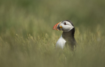 Картинка животные тупики клюв профиль трава