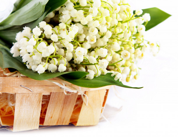 Обои картинки фото цветы, ландыши, белый