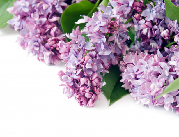 Обои картинки фото цветы, сирень, сиреневый