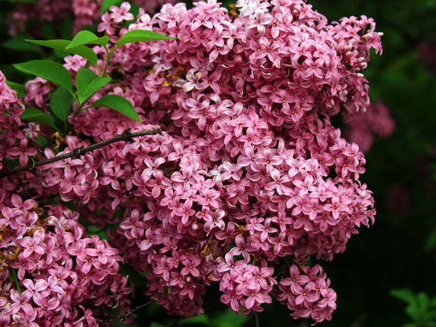 Обои картинки фото цветы, сирень, ветка