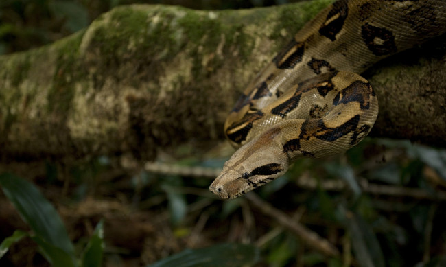 Обои картинки фото животные, змеи,  питоны,  кобры, пятна