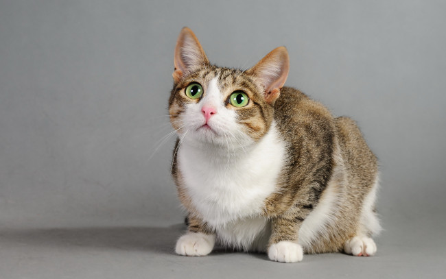 Обои картинки фото животные, коты, фон, взгляд, кошка