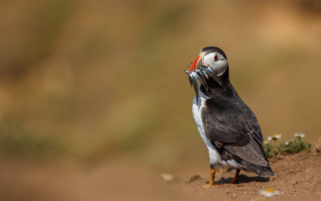 Обои картинки фото животные, тупики, клюв
