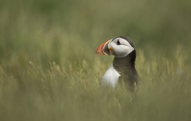 Обои картинки фото животные, тупики, клюв, профиль, трава