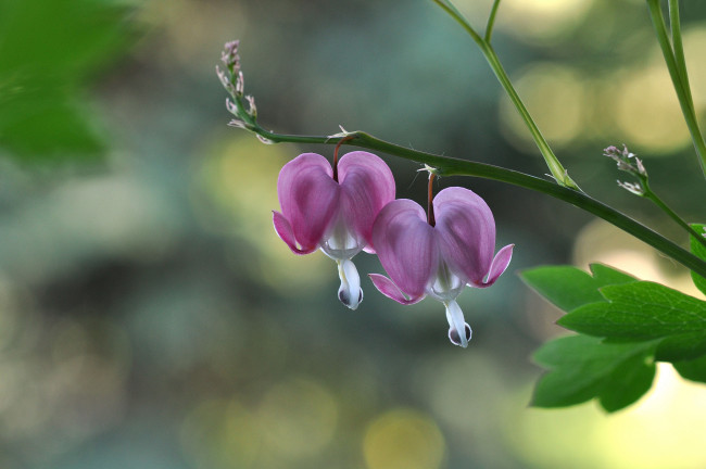 Обои картинки фото цветы, дицентра , разбитое сердце, сердечка