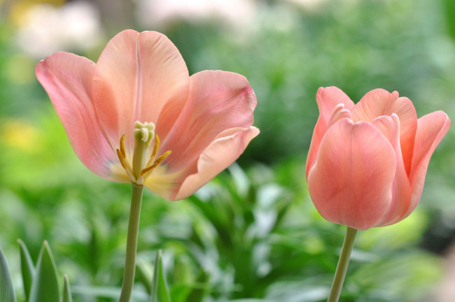 Обои картинки фото цветы, тюльпаны, бутоны