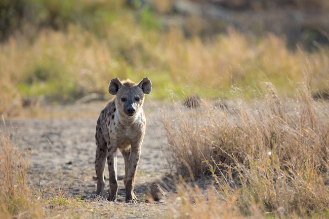 Обои картинки фото животные, гиены,  гиеновые собаки, морда, хищник