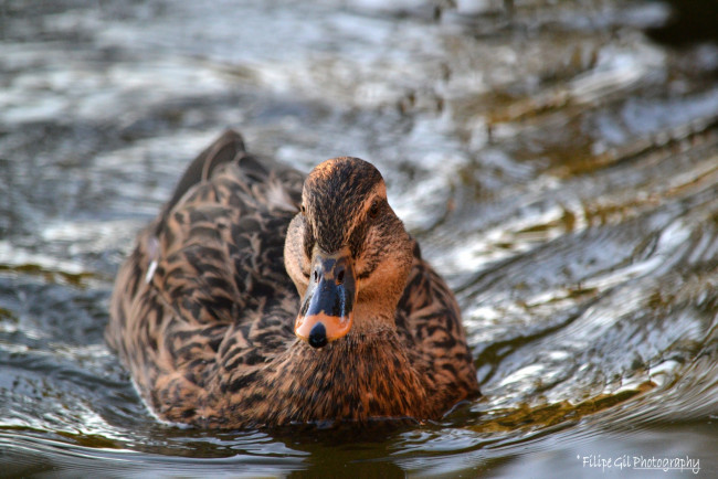 Обои картинки фото животные, утки, клюв, птица, вода
