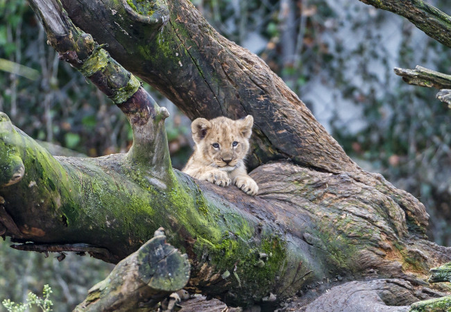 Обои картинки фото животные, львы, малыш