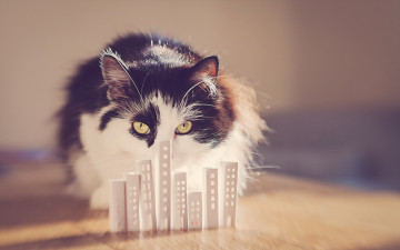 Картинка животные коты фон взгляд кошка