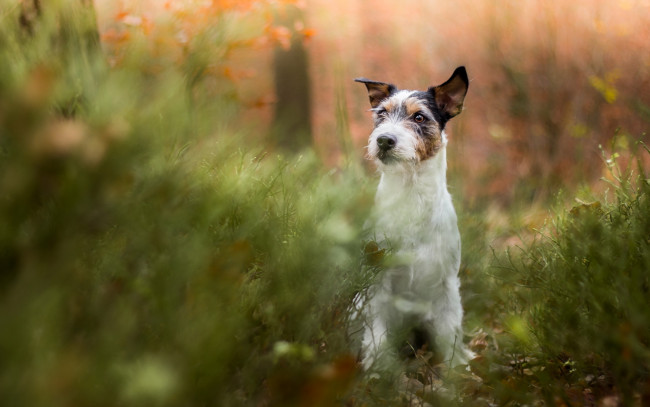 Обои картинки фото животные, собаки, друг, взгляд, собака