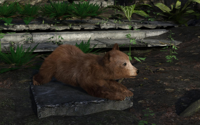 Обои картинки фото 3д графика, животные , animals, медвежонок, фон