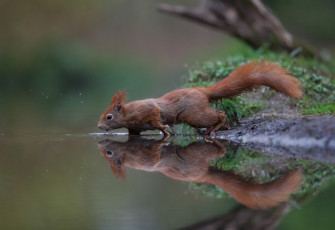 Картинка животные белки белка