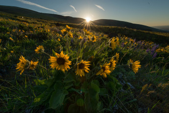 Картинка природа луга рассвет