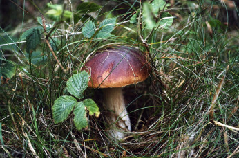 Картинка природа грибы боровик