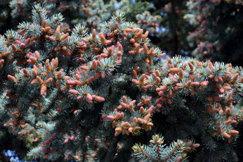 Картинка природа шишки +жёлуди +каштаны весна